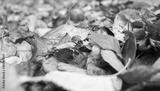 preview bw