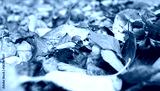 preview cold