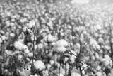 preview bw