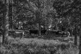 preview bw