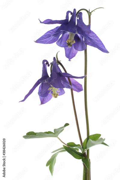 image to crop