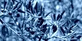 preview cold