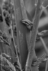 preview bw