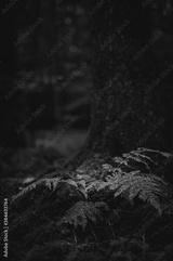 preview bw