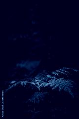 preview cold