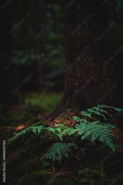 image to crop