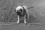 preview bw