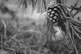 preview bw