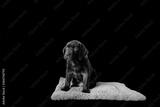 preview bw