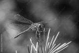 preview bw