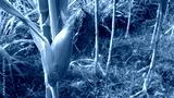 preview cold