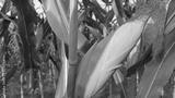 preview bw