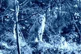 preview cold