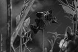 preview bw