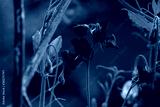 preview cold