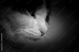 preview bw
