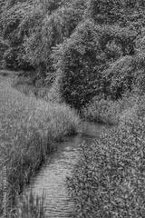 preview bw