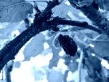 preview cold
