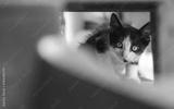 preview bw