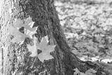 preview bw
