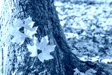 preview cold