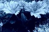 preview cold