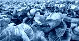 preview cold