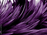 preview original