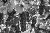 preview bw