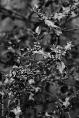 preview bw