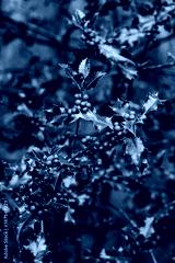 preview cold