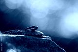 preview cold
