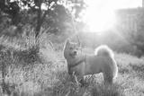 preview bw