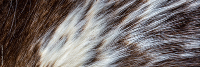 image to crop