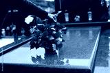 preview cold