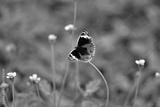 preview bw