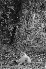 preview bw