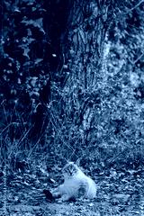 preview cold