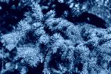 preview cold