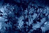 preview cold