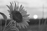 preview bw