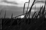 preview bw