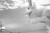 preview bw