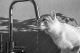 preview bw