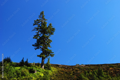image to crop