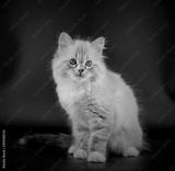 preview bw