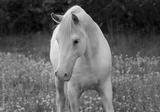 preview bw