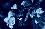 preview cold