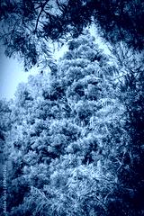 preview cold
