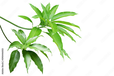image to crop